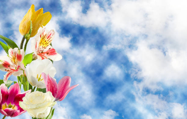 Image of beautiful flower close-up.\