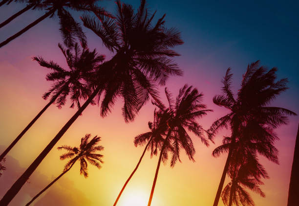 istock Silhouette coconut palm trees on beach at sunset. Vintage tone. 895465852