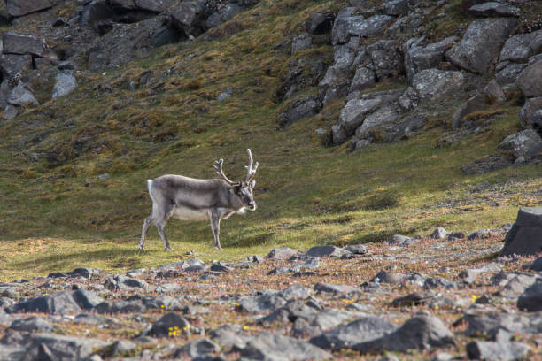 istock Reindeer grazing in Spitzbergen 895465972