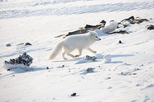 White arctic fox in his winter coat is walking in the snow. He is looking and coming to the camera.