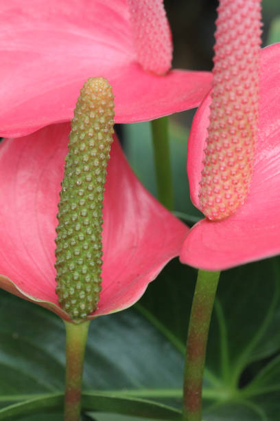 nahaufnahme-blumen - tulip blue close up cut flowers stock-fotos und bilder