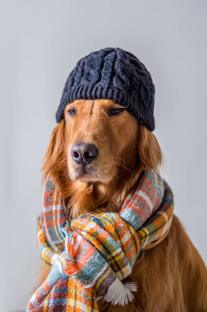 istock Cute golden retriever wearing a scarf 895480228