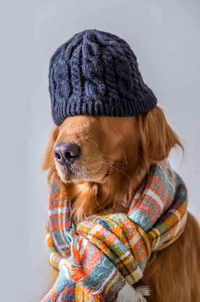 istock Cute golden retriever wearing a scarf 895480244