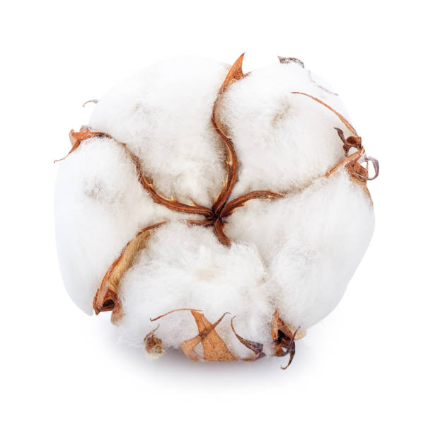 istock cotton flower isolated 895485226