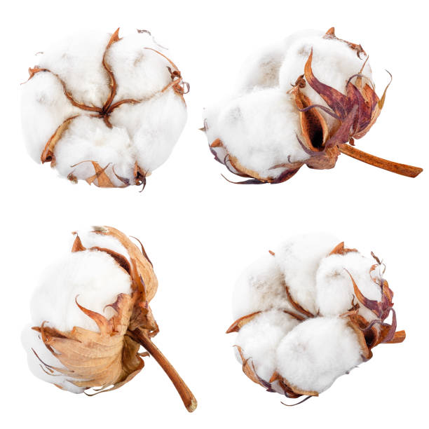 istock set of cotton flowers 895485510