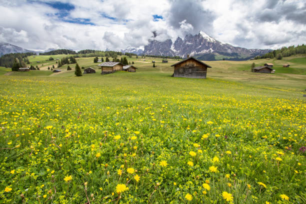 istock Blooming dandelions field in Alps 895497764
