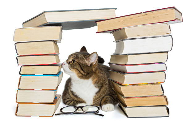 gato sentado en la casa de libros - 6008 fotografías e imágenes de stock