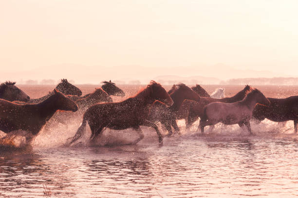 istock Horses running in the lake 895520020