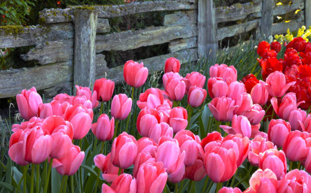 istock Pink Flowers Blooming Outdoors 895525764