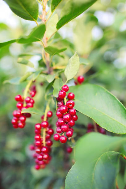 istock Red berries in cluster on the tree branch 895528632