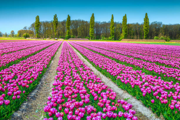 istock Fantastic spring landscape with pink tulip fields in Netherlands, Europe 895529260