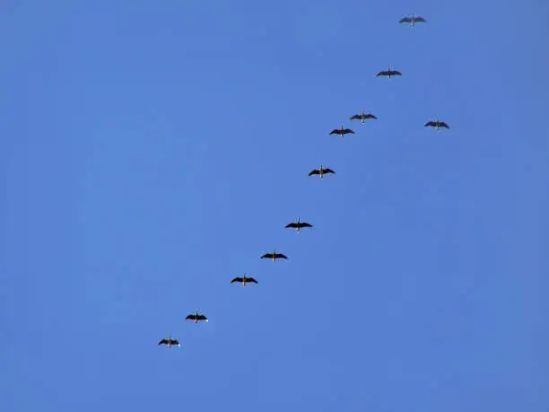 geese in turn blue sky