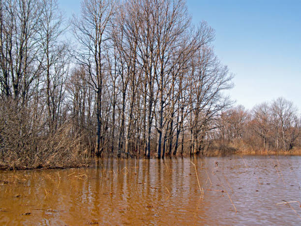istock flood in wood 895530544