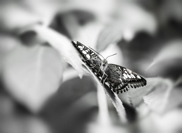 istock Butterfly sitting among vegetation in large leaf on blurred background 895537494