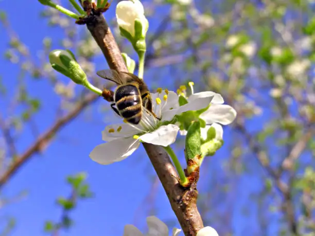 bee on flower of the cherries