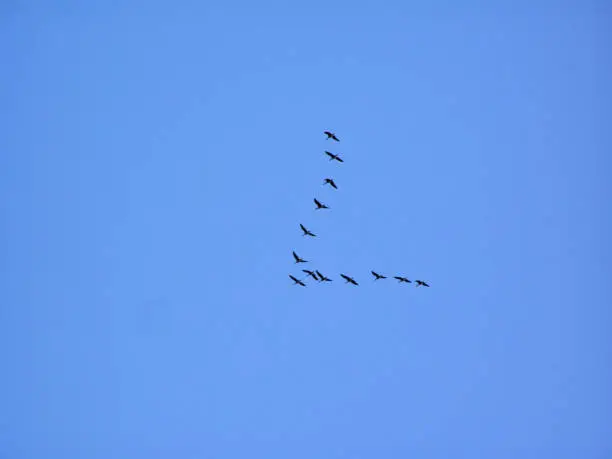 wild geese in sky