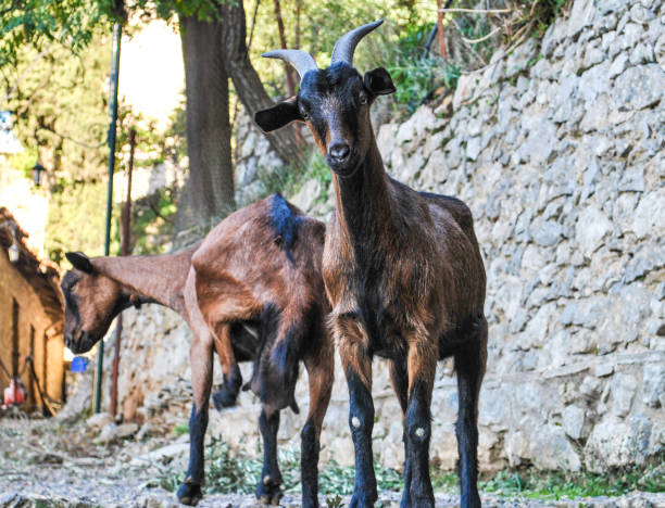 istock Goats in the countryside 895539286