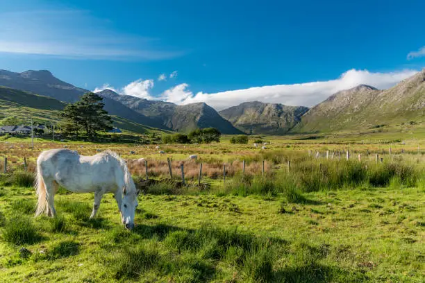 Lonely white horse:  a connemara pony eats grass in a Twelve Bens sunny landscape in Ireland
