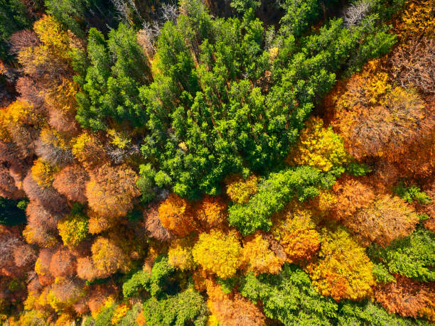 istock Autumn days in our country. 895566016