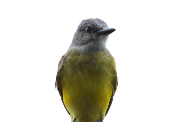 Tyrannus melancholicus