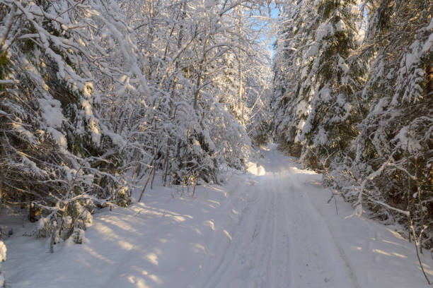 istock Snowmobile trail trough a snowy forest 895576302