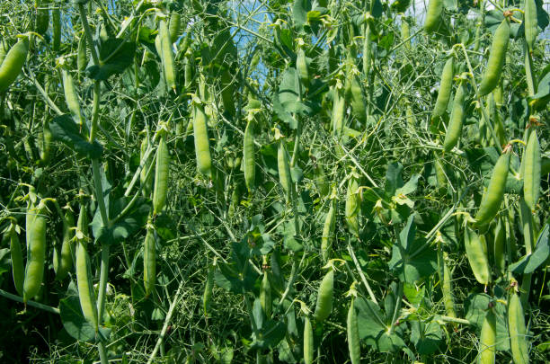istock Pea plant vegetable in a garden. 895584298