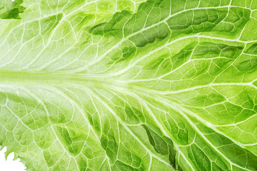 Fresh Lettuce one leaf close-up. Still life. Pattern, backlit