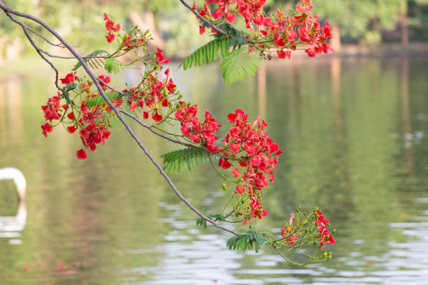 istock Red Peacock Flower blooming in nature background.(Caesalpinia pulcherrima) 895589290