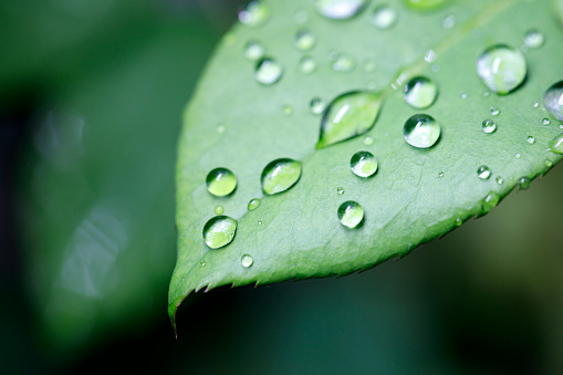 water drops on the green leaf