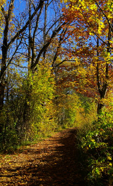 istock Colorful autumn foliage in full sunlight 895594976