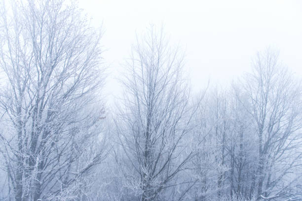 istock landscape of bare trees in the fog 895595448