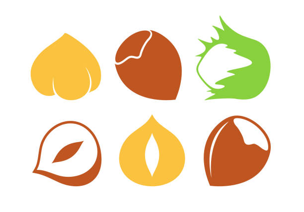 Hazelnut set. Isolated hazelnut on white background EPS 10. Vector illustration hazel tree stock illustrations