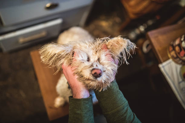 istock Funny dog in man's hands 895605880