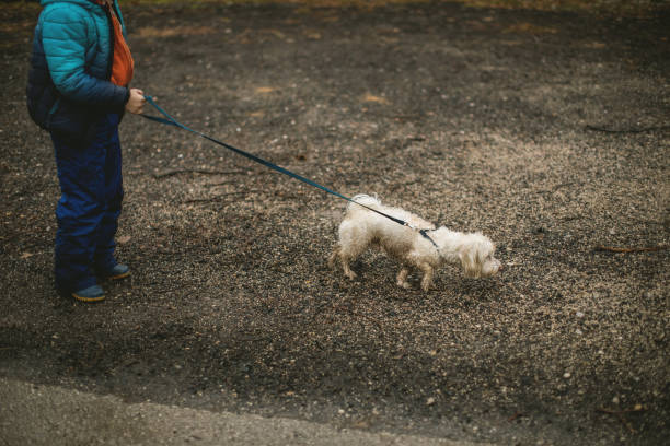 маленький мальчик выгулив собаку - dog walking child little boys стоковые фото и изображения