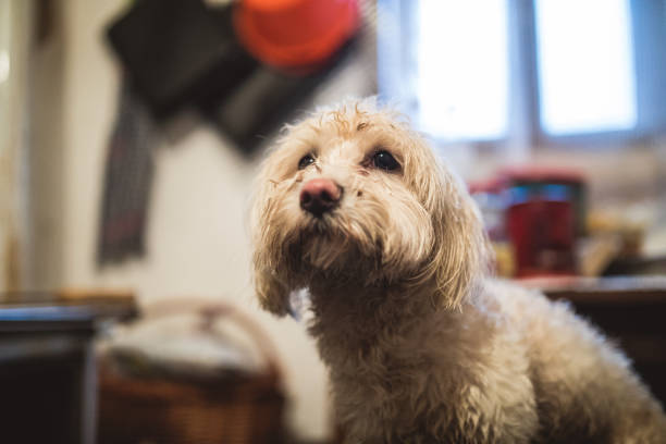 istock Dirty Maltese dog indoors 895610468