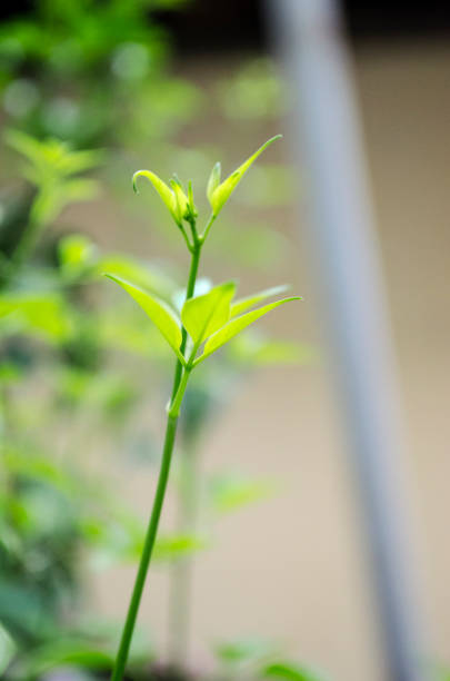 Green spouts of lentisGreen spouts of lentis