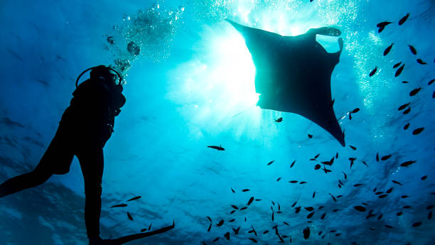 редкая подводная встреча крупным планом с исчезающими видами oceanic manta ray (manta birostris) - filter feeder стоковые фото и изображения