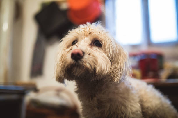 istock Dirty Maltese dog indoors 895612804