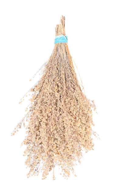 istock Dried gypsophila isolated  white background 895617358