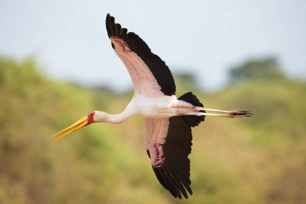 istock Yellow billed stork fly over a dam to land safely 895617728