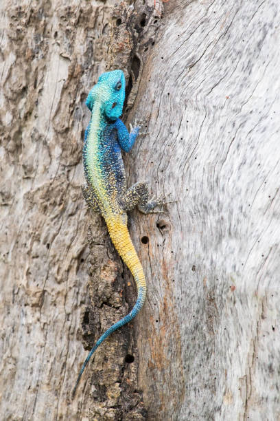 istock Blue headed agama lizard sitting on the side of a tree baking in the morning sun 895618478