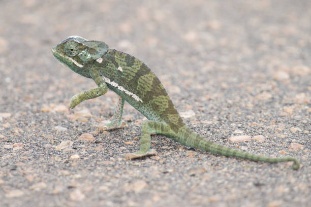 istock Small green chameleon cross a tar road on a hot day 895622710