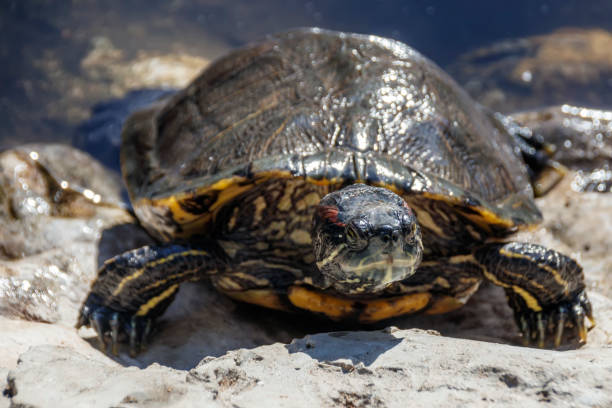 istock Red-bellied sea turtle basking in the sun 895623102