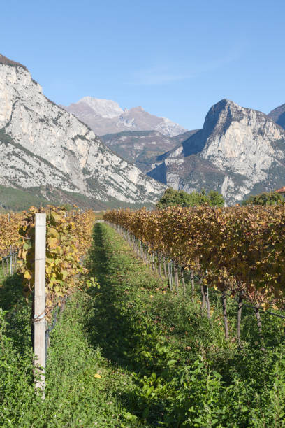 istock landscape in the Sarca valley 895628760