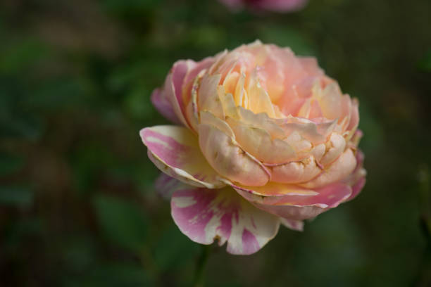 istock Flower Photography - Rose 895628834