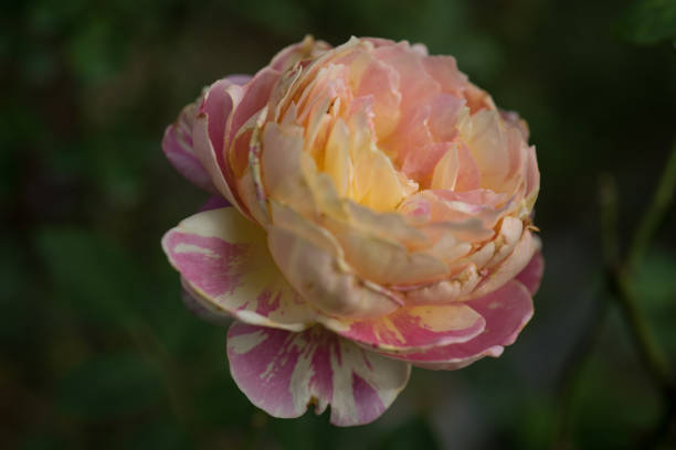 istock Flower Photography - Rose 895629022