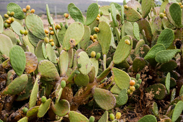 istock Cacti with edible fruits 895633592