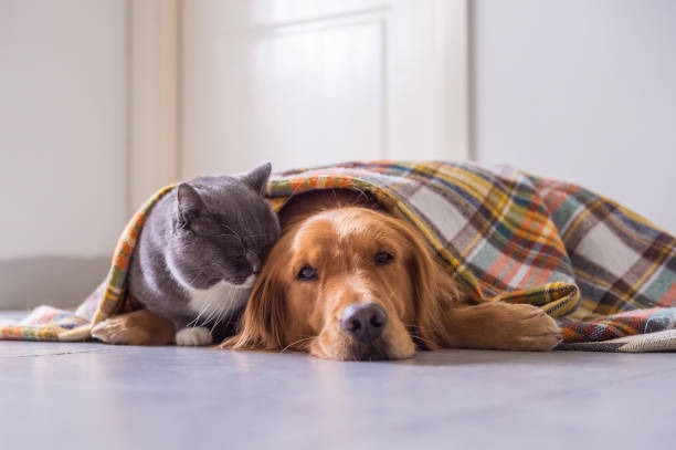 istock Golden retriever and British cat 895646944