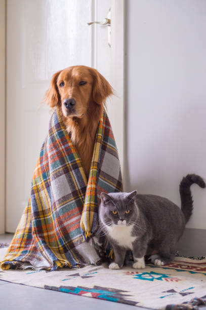 istock Golden retriever and British cat 895646984