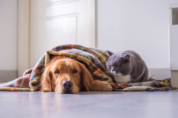istock Golden retriever and British cat 895646992